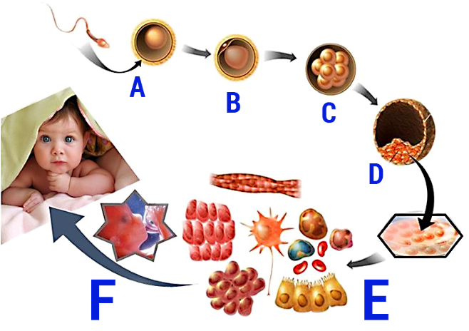 Őssejtek működése